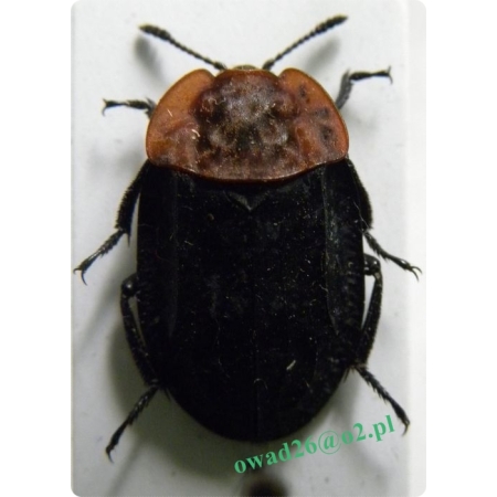 Oiceoptoma thoracicum (Linnaeus, 1758) Ścierwiec